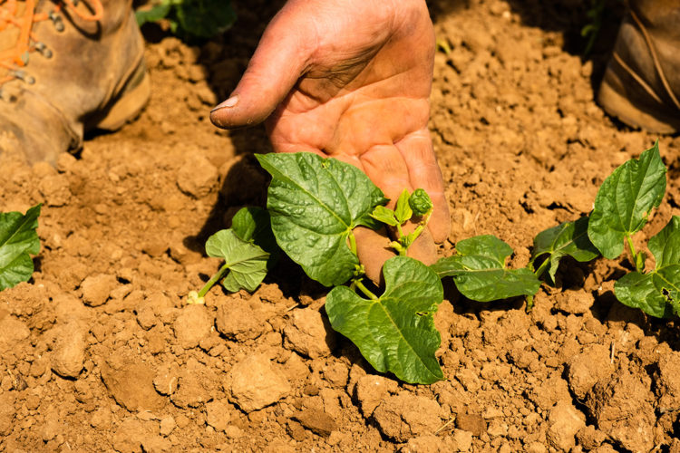 Jeunes pousses d'haricots rouges ou haricots lingots bio