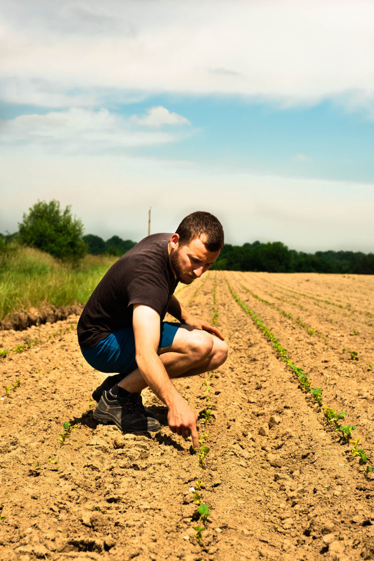 légumineuse vendée agriculteur inspecte sa culture