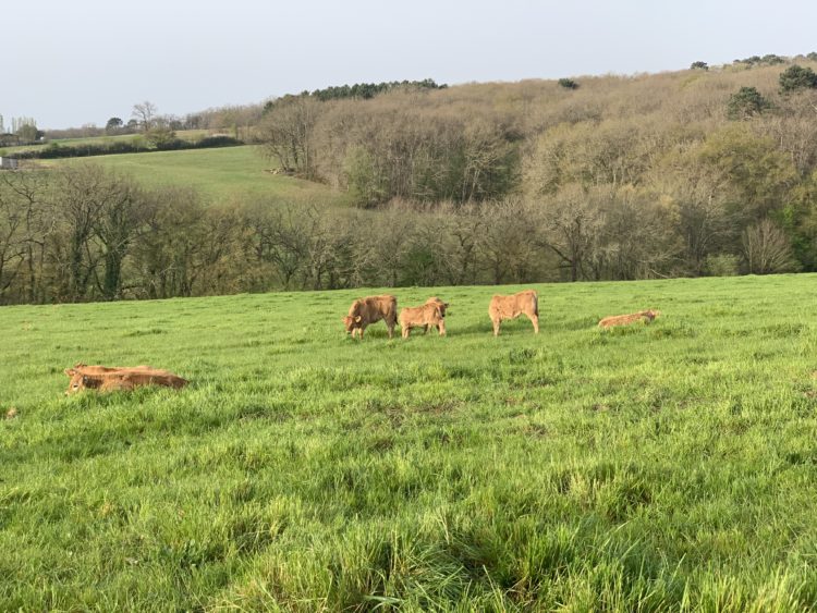 Les bovins entretiennent le paturage, et sont nourris en complément avec les résidus après triage
