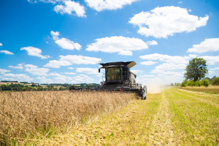 La moisson moment clé de production de céréales, légumineuses et graines bio
