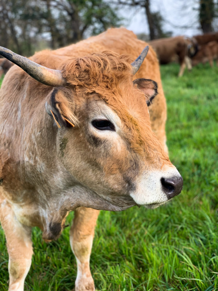 Les vaches aubrac qui ont une place importante dans la production agroecologique