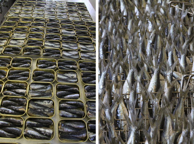 Les sardines sont préparés pour la confection des conserves