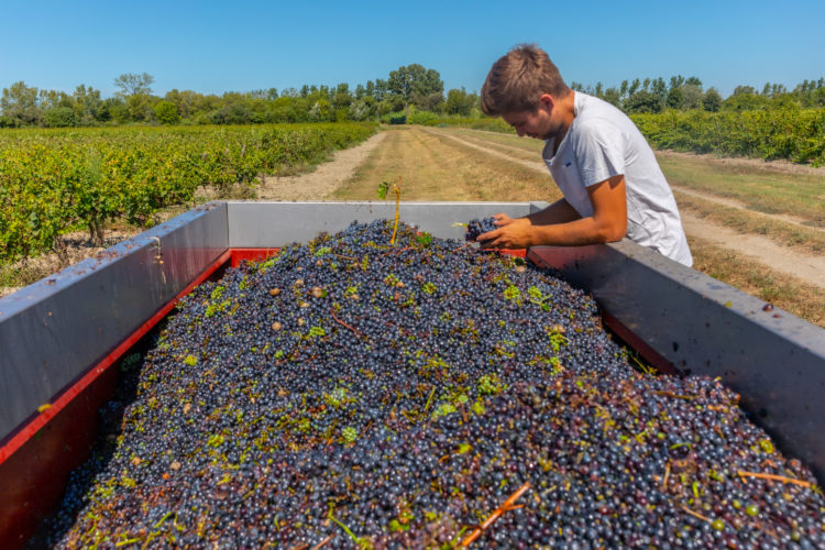 Inspection de la récolte des raisins bio