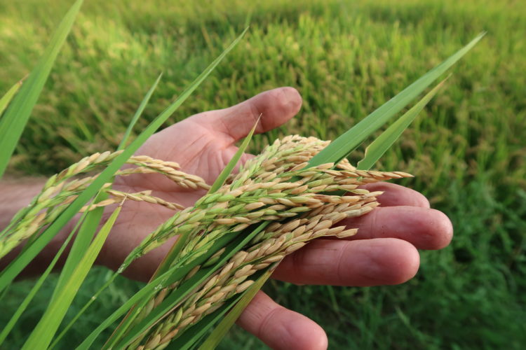 le riz de camargue bio dans les rizières françaises