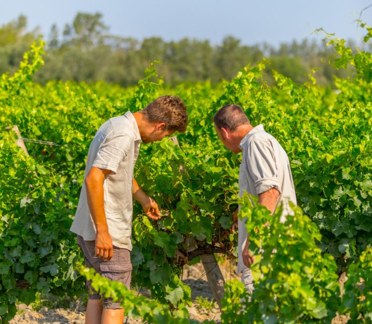 Inspection des vignes bio de Camargue