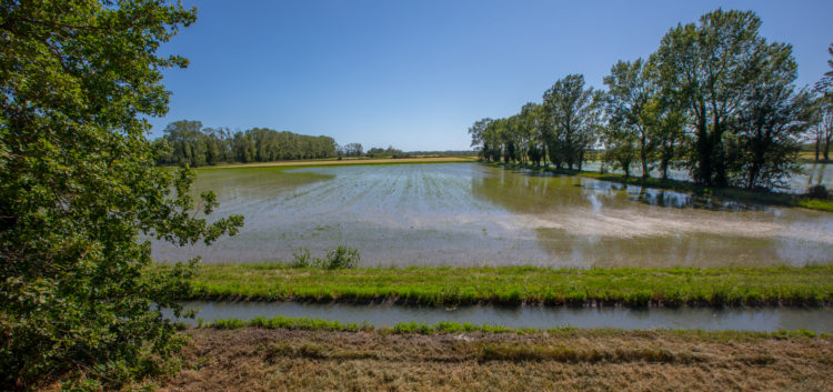 Une rizière bio de Camargue