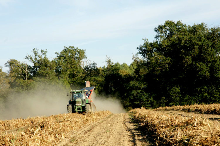 Récolte de haricots blancs et haricots rouges bio français