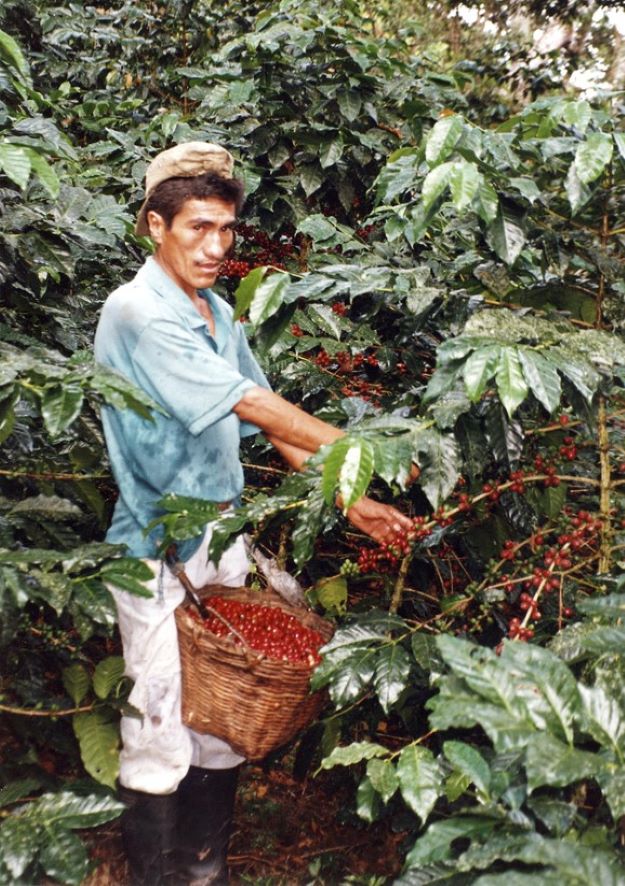 la récolte de café péruvien El Palomar bio