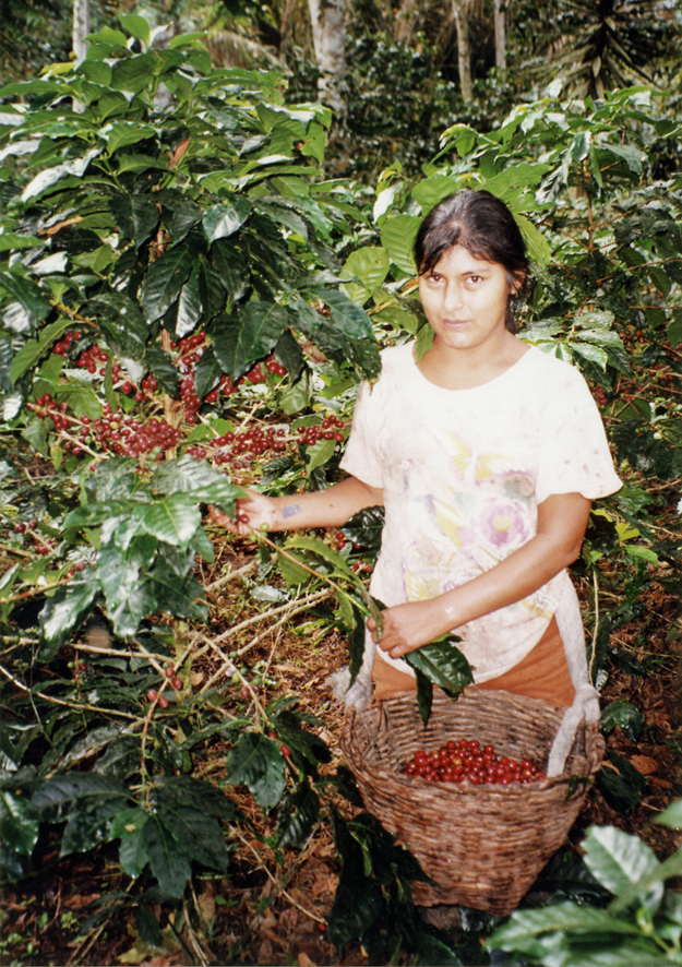 Récolte de café bio équitable El Palomar du Pérou
