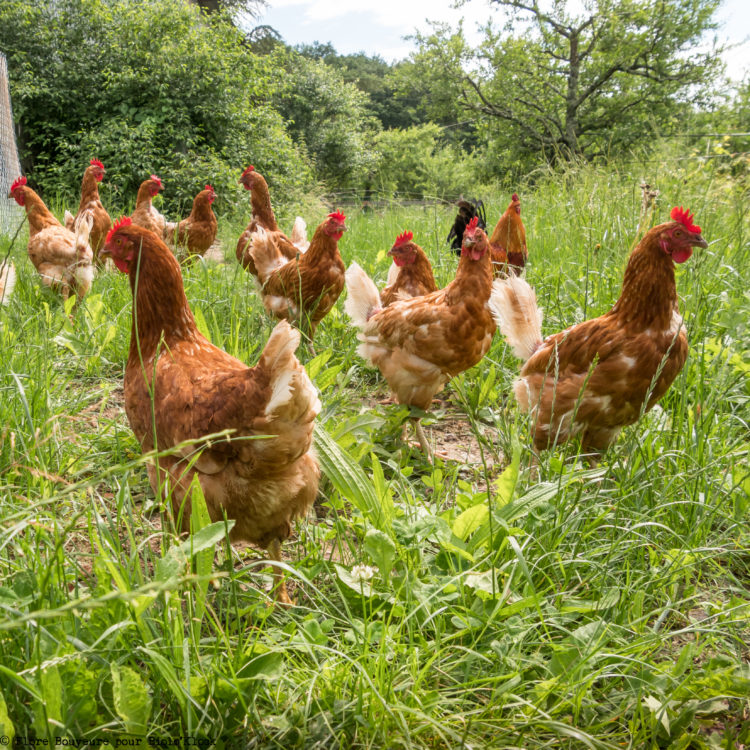Les poules ont une place indispensable dans le principe de permaculture