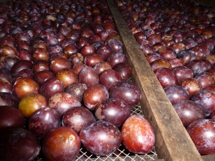 les prunes en cours de séchage pour nous donner nos pruneaux bio préférés de Bioloklock