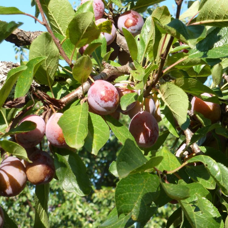 Les prunes dans le verger de Bioloklock