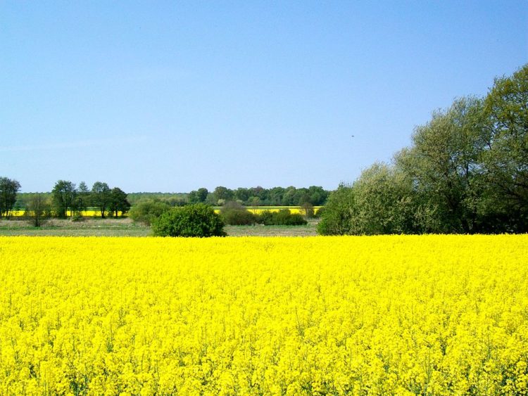 Champs de colza en fleurs