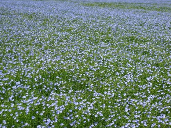 Champs de lin en fleurs