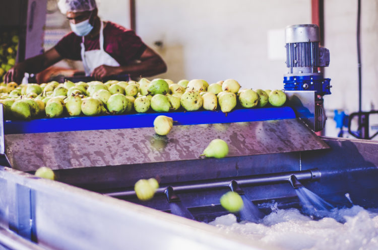 Triage et nettoyage des fruits avant la presse