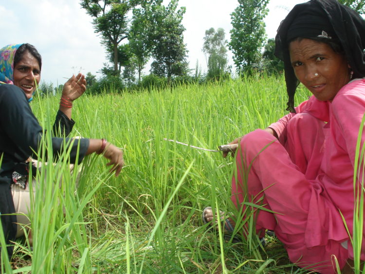 Deux paysannes dans un champ de riz bio en Inde