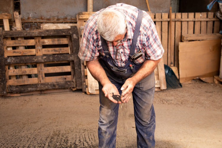 Jean-Pierre Cloteau observe les graines de colza fraichement récoltés