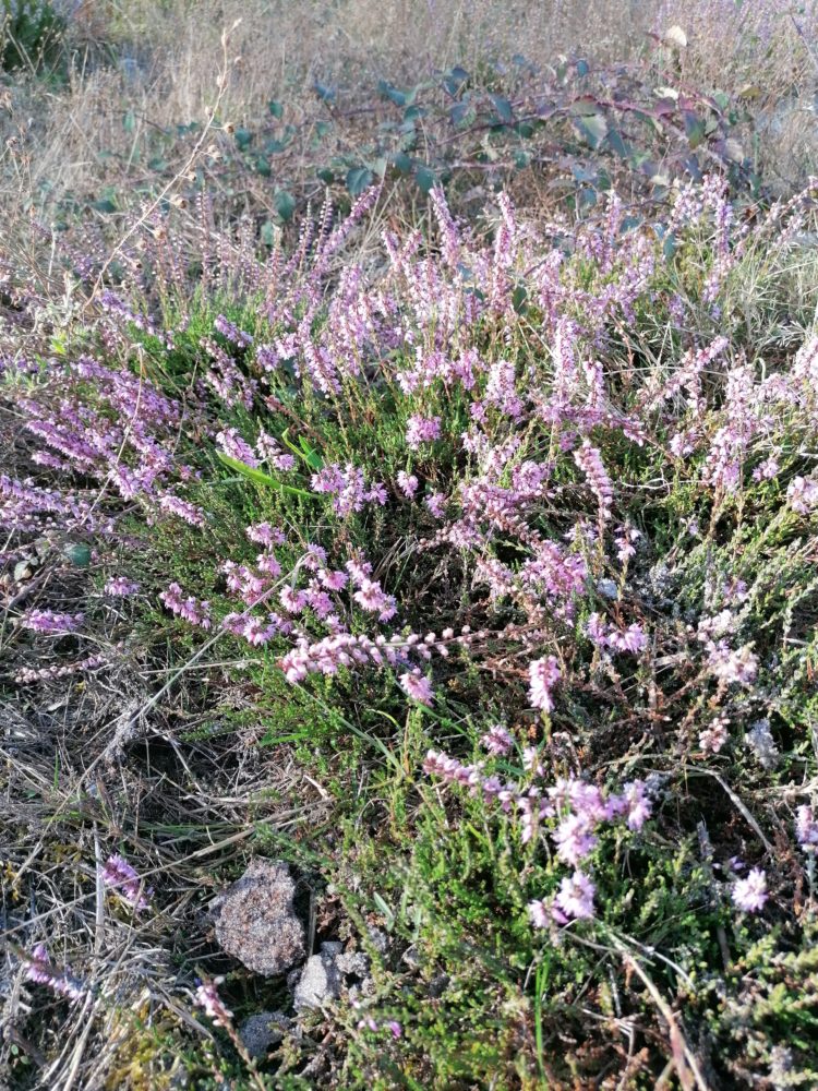 la goutte de miel bruyère en fleur