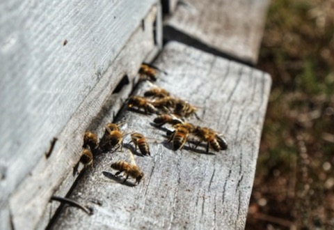 Les précieuses abeilles qui confectionnent nos miels bio