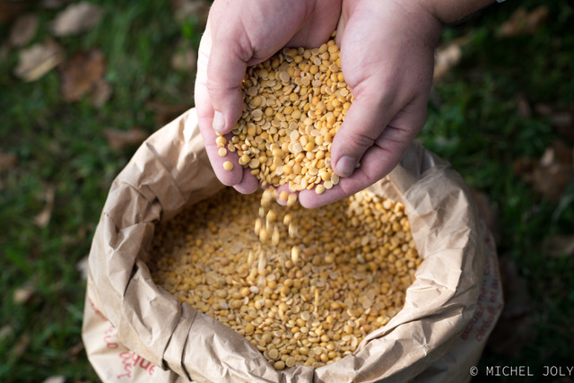 Le soja pour la fabrication du Miso bio français