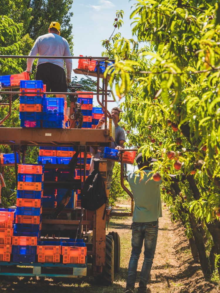 La récolte de fruits pour les jus de fruits bio français de Sibio