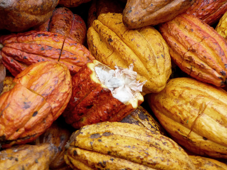 Les cabosses de Cacao criollo qui après transformation chez SALDAC nous offre un chocolat apprécié des professionels