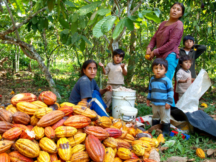 La cabossse de cacao criollo fraichement récolté au Pérou