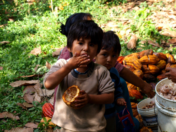 la pulpe de cacao semble faire le bonheur des enfants.