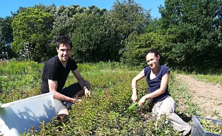 La pepie producteur de jus bissap bio à la menthe