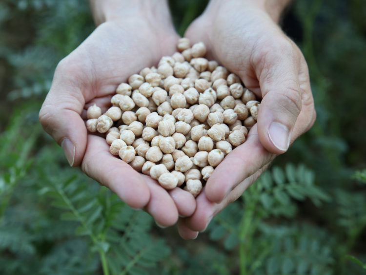 Une poignée de pois chiche secs bio français