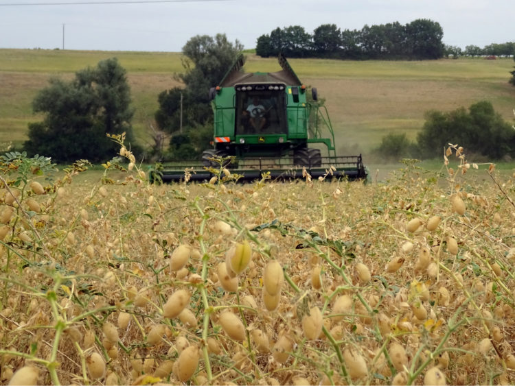 Une moissonneuse récoltant les pois chiche bio français