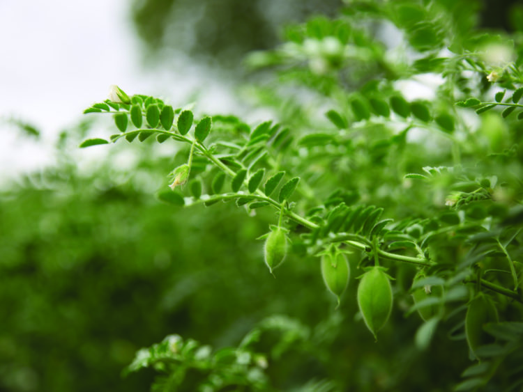 Branche d'un plant de pois chiche bio français