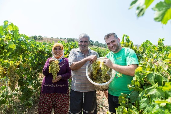 Les raisins bio équitables turques qu'on retrouve sous le nom de raisins secs sultanas