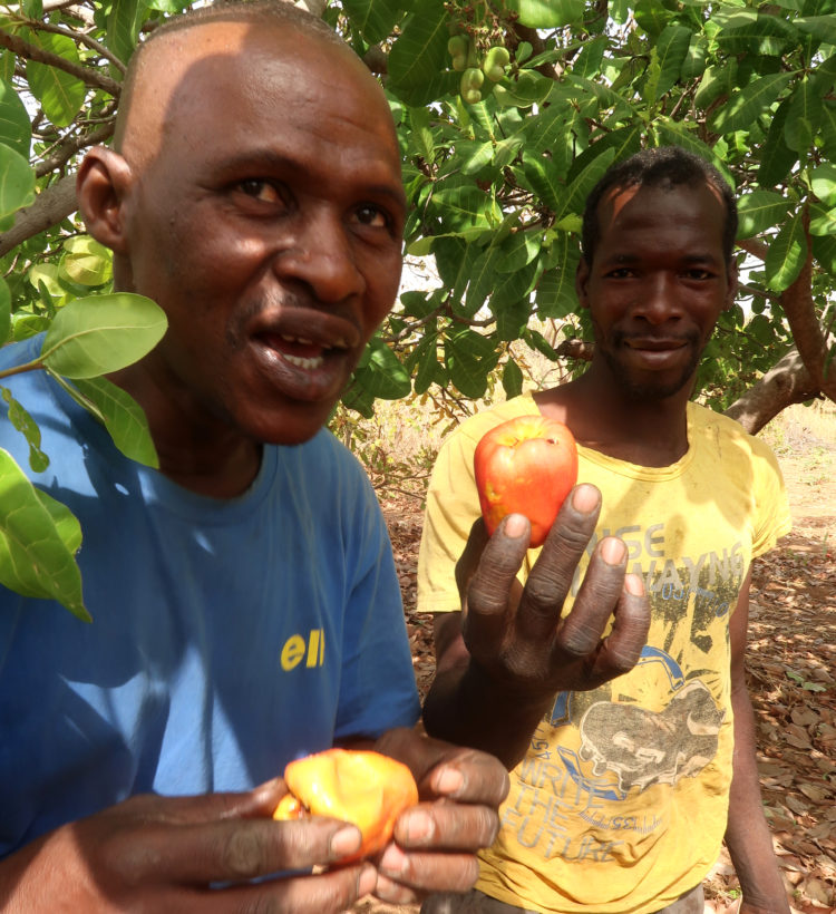 mangues bio cajou bio burkina faso