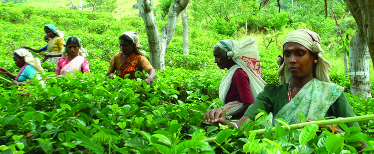 Cueilleuses de thé bio