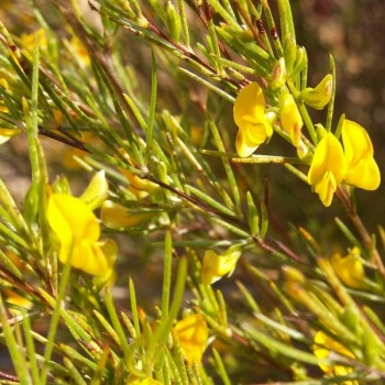 une plante de rooibos, la base de vos infusions savoureuses bio et équitable