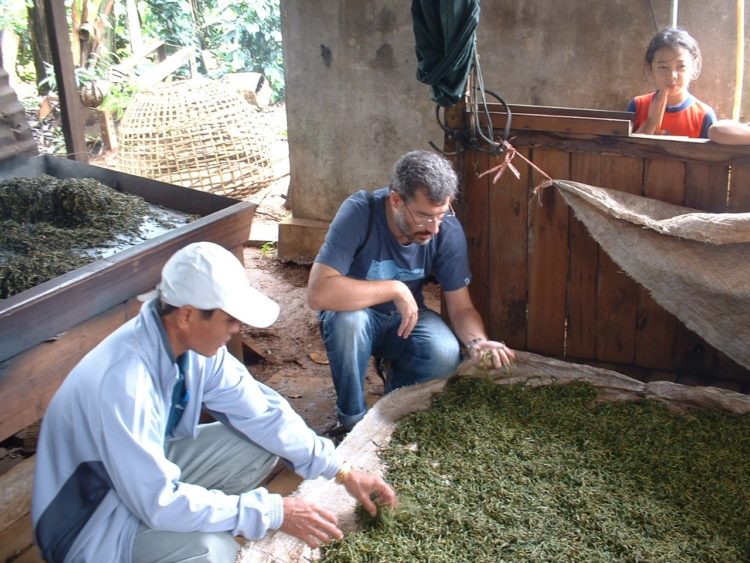 un technicien de la Route des Comptoirs vérifie le conditions de séchage de thé bio équitable