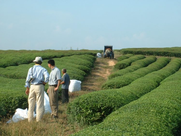 La culture du thé bio équitable