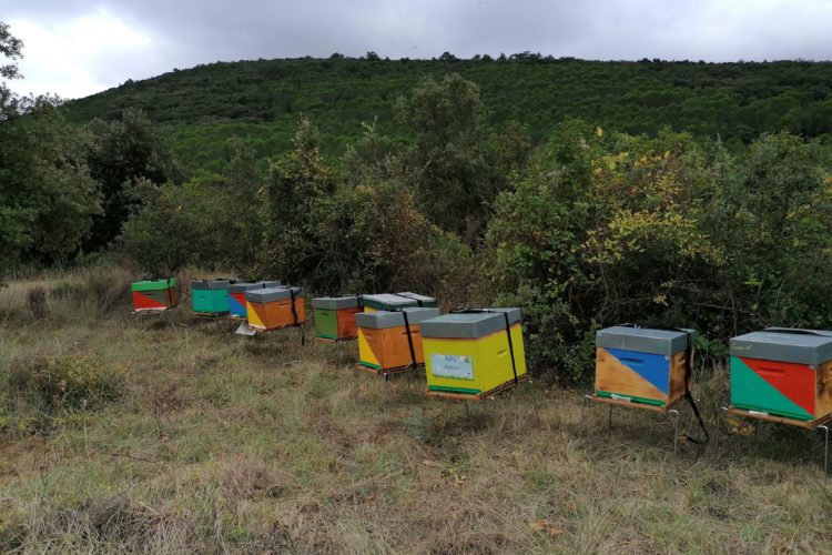 Ruches de miel dans les cevennes