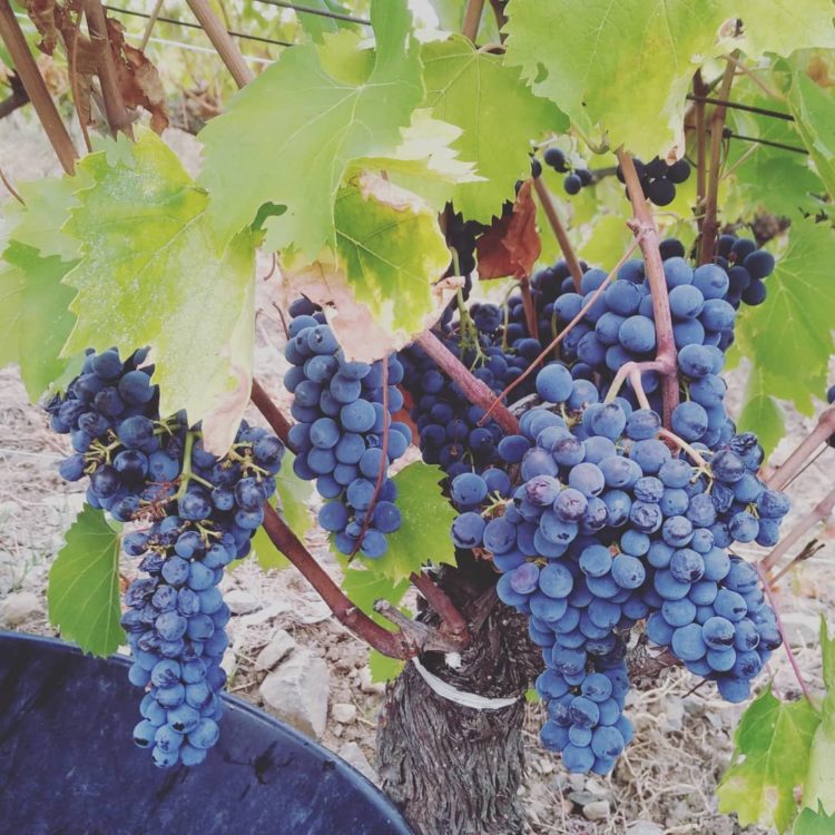 raisins bio à maturité pour les vins saumarez
