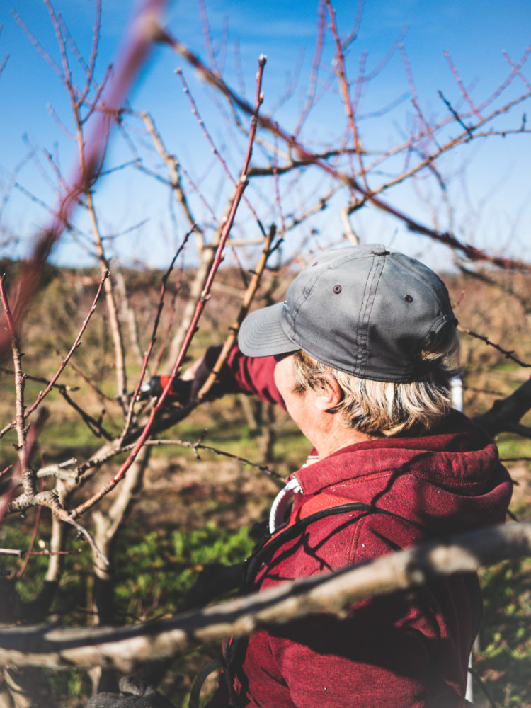 La taille des arbres fruitiers est important pour une production optimale