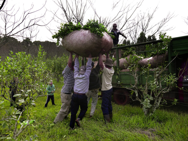 Chargement du maté bio fraichement récolté