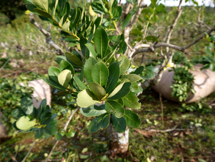 arbre à maté bio