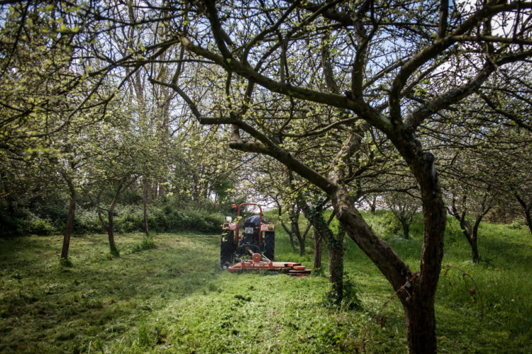 nettoyage des vergers de la reinette