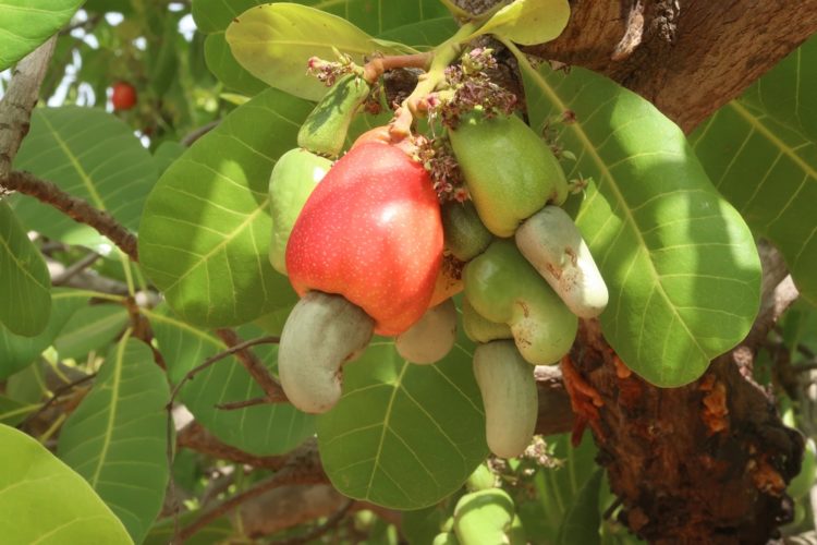 cajou bio du burkina faso