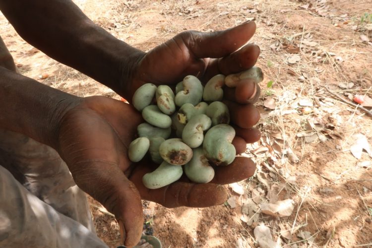 La cueillette de noix de cajou, toxique pour les mains