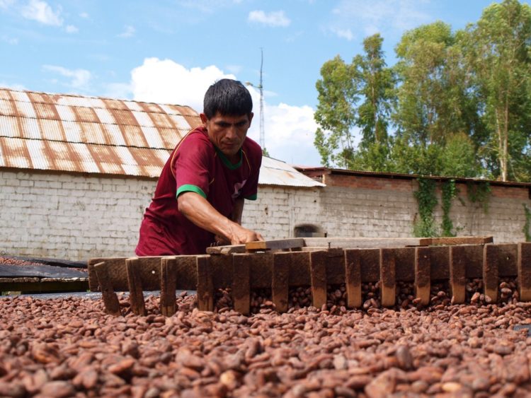 les feves de cacao bio équitable SPP de saldac en cours de séchage