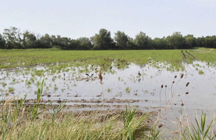 Lieu de vie d'oiseaux migrateurs