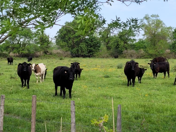 Vaches Angus de Camargue