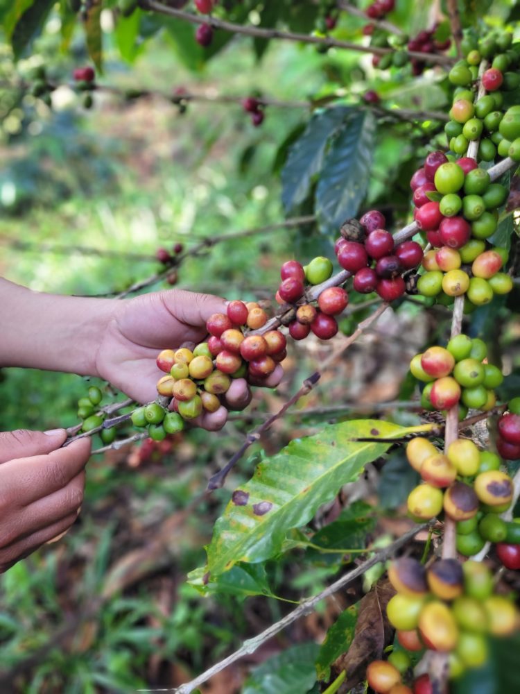 le caféier qui donne le bon café zapatiste Yachil